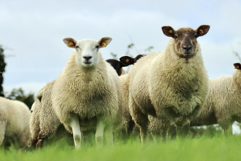 Sheep mart prices: hoggets €1 to €2 firmer in many sales