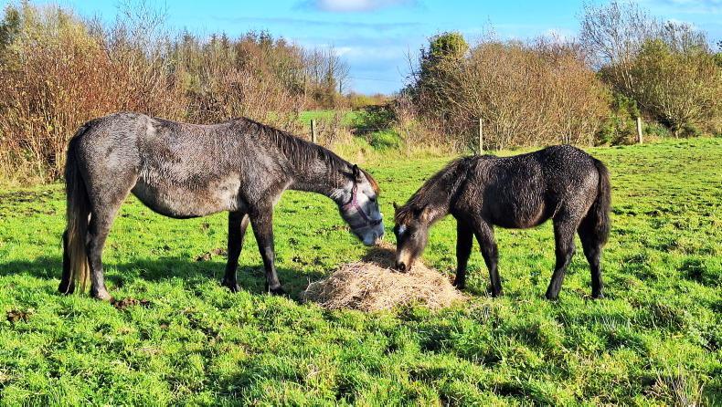 Important deadline for ACRES rare breeds and for soil samples