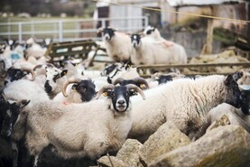 Teagasc hill sheep conference heads for Westport next Wednesday