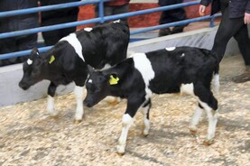 Exporters get outbid for calves
