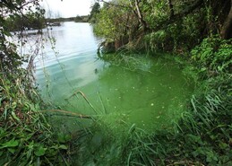 Progress made with Lough Neagh plan, MLAs told