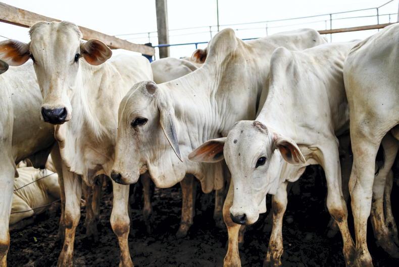 Brazillian beef with illegal hormones was 'likely consumed' - FSAI