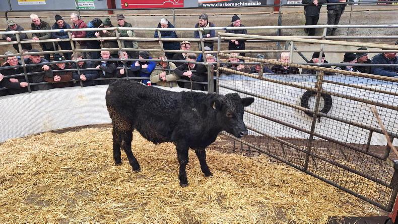 In pictures: firm trade for stores in Castlerea