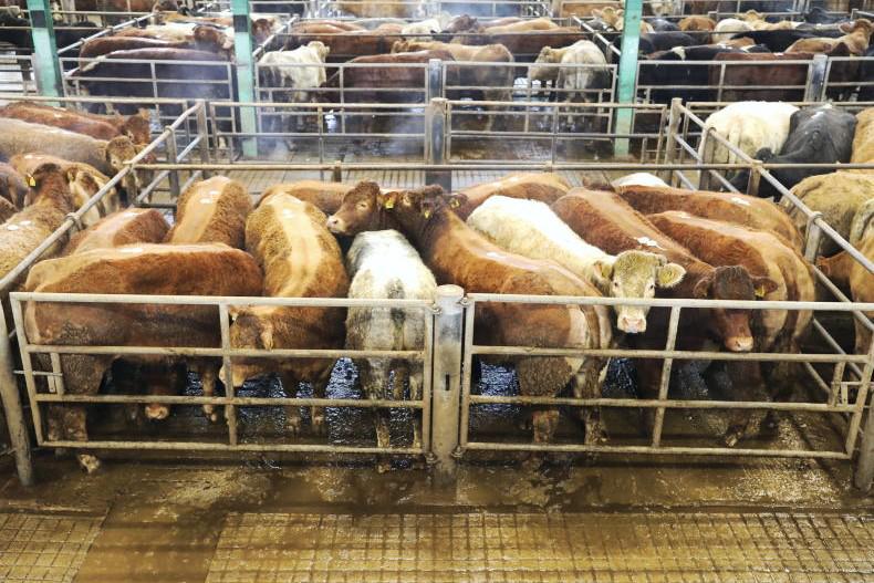 Watch: 910kg champion Blue cow tops €5,000 in Ennis fatstock sale