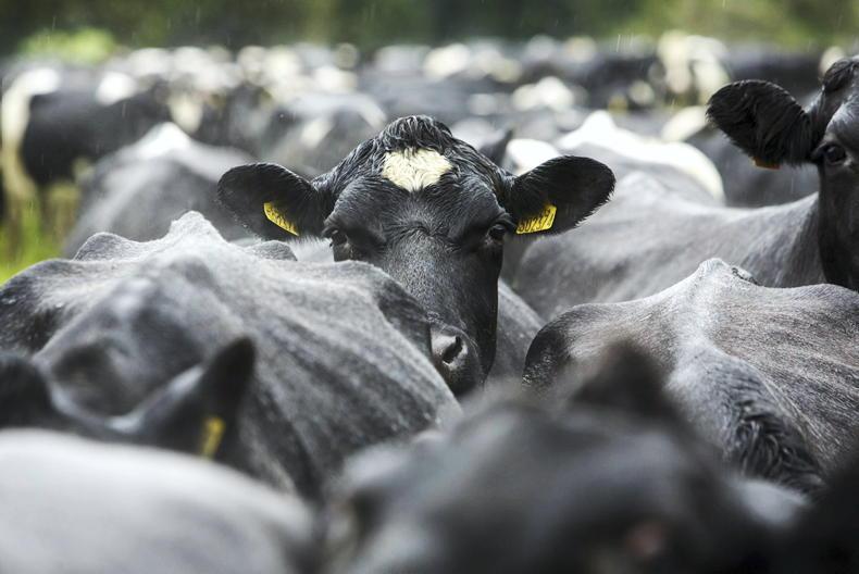 Much higher likelihood of Irish cattle being exposed to bluetongue this summer
