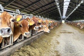 EU backs Denmark’s €1bn plan to take farms out of production