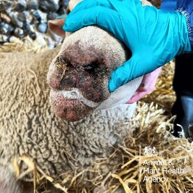 ICMSA calls on Department to issue more bluetongue advice