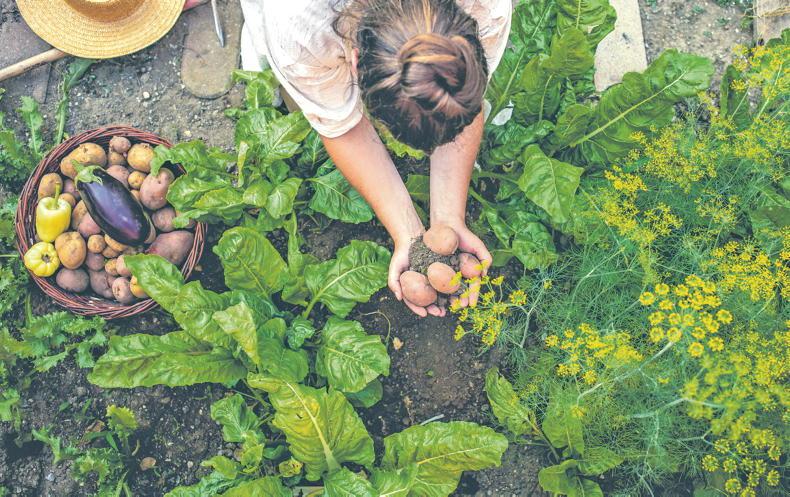 Gardening with Kitty: put the humble spud on parade this spring