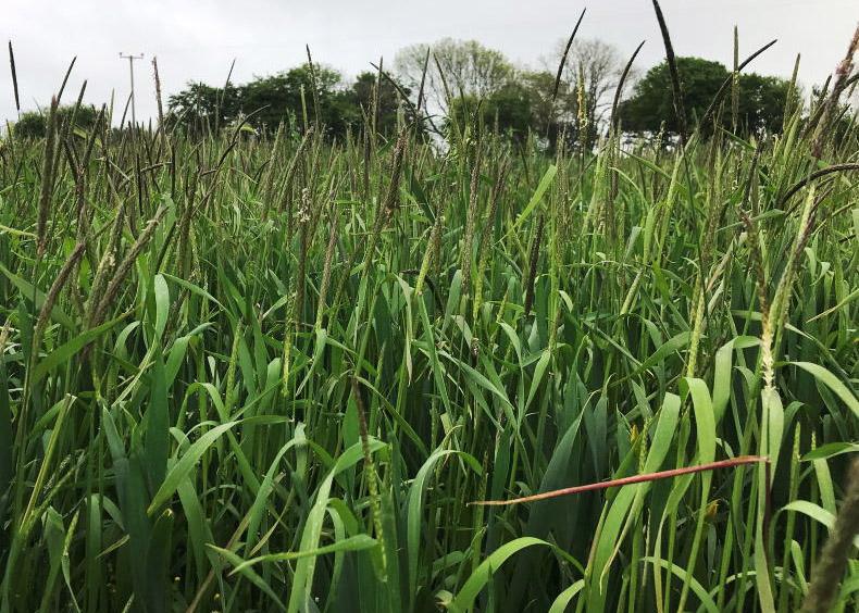 Why are we not stopping grass weed imports?