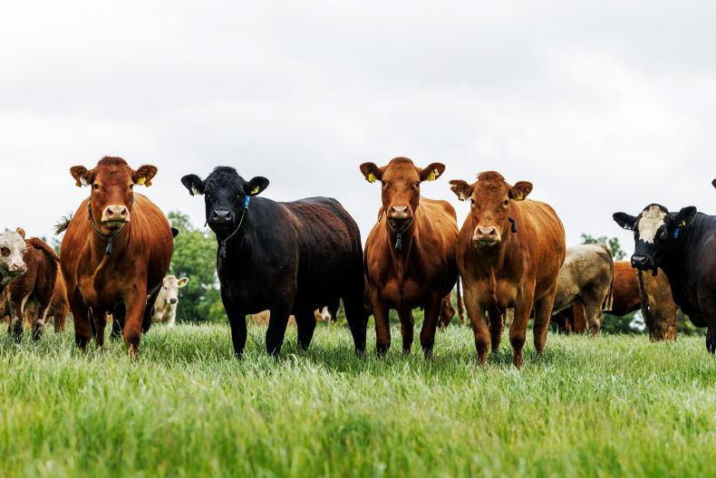 Beef grid is failing suckler stock