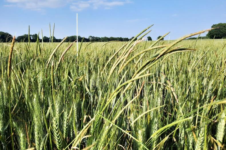 Pre-emergence herbicides crucial for grass weed control