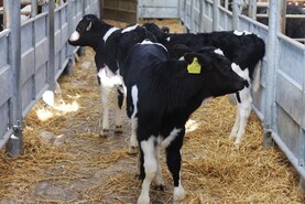 In pictures: €1,120 top price as 1,050 calves sell in Bandon                    