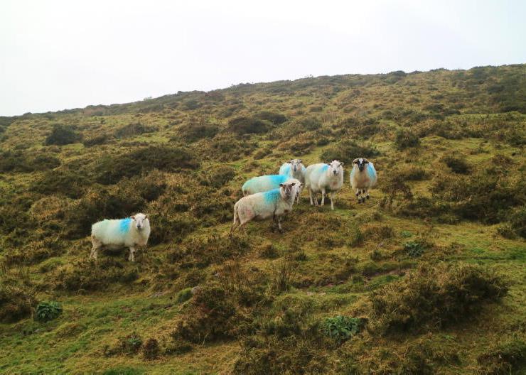 Sticking with sheep on the Dingle peninsula