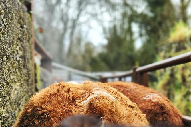 Farmer Writes: crush work could get calving underway