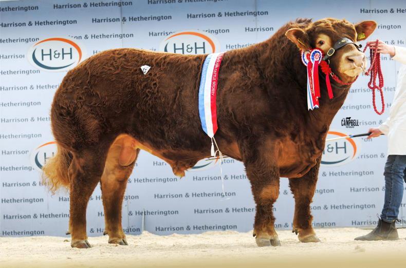 Goldies run riot in Carlisle as demand for Limousin erupts