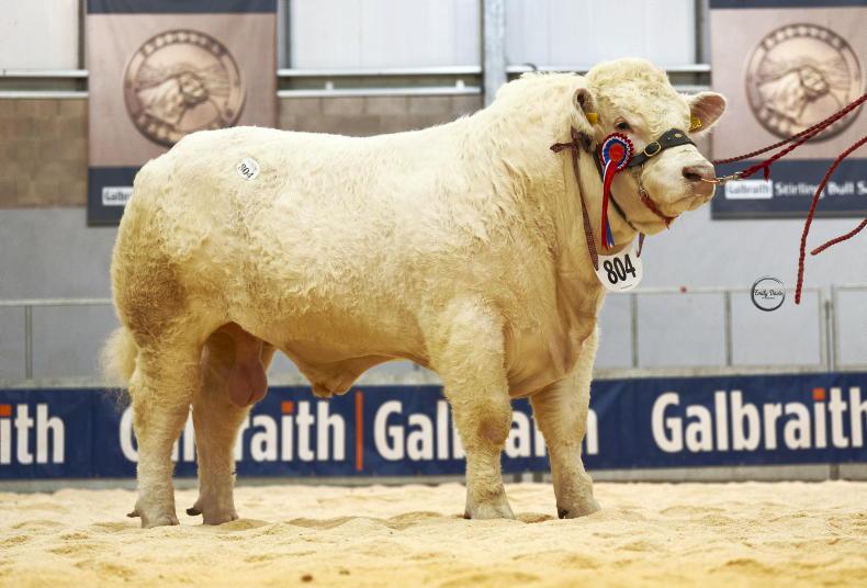 Charolais bull hits 75,000gns as Simmental average skyrockets