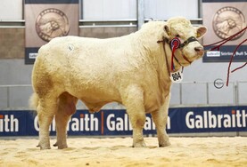 Charolais bull hits 75,000gns as Simmental average skyrockets