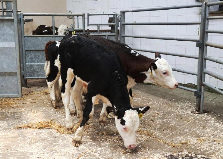 CBV index: an important tool for purchasing dairy calves
