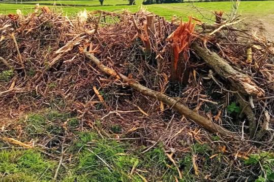 Bush-burning ban drove shift towards heavier hedge mulching - Hedgerows Ireland