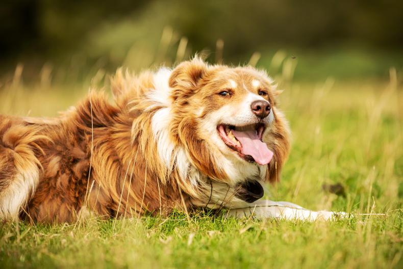 Dog attacks inflicted over £150,000 in damage to NI livestock last year
