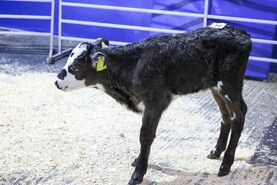 Camera at the Mart: farmer buyers dominate Portumna calf sale