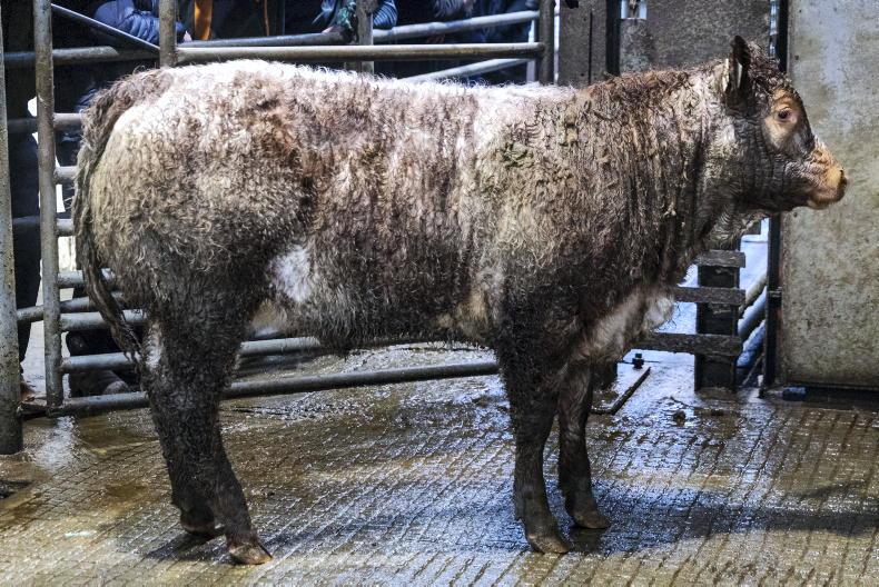 Camera at the Mart: huge demand for heifers at Mohill’s Monaghan day sale