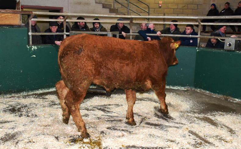 In pictures: cattle in high demand at Omagh Mart