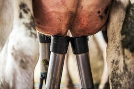 January milk prices hold at Tirlán as co-op to fill VAT gap