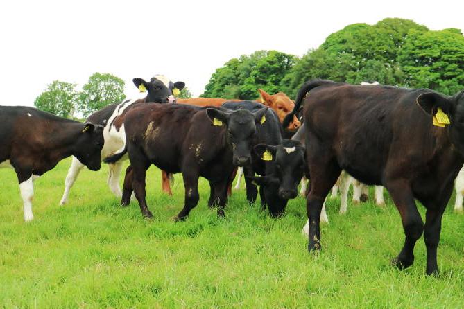 Beef calves account for 63% of births on dairy farms - Teagasc