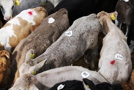 Bluetongue’s impact on live exports could soften this summer