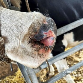 Two new bluetongue cases confirmed on Irish farms