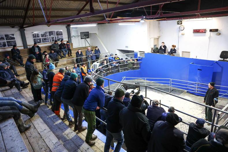 Calf prices double for second year running