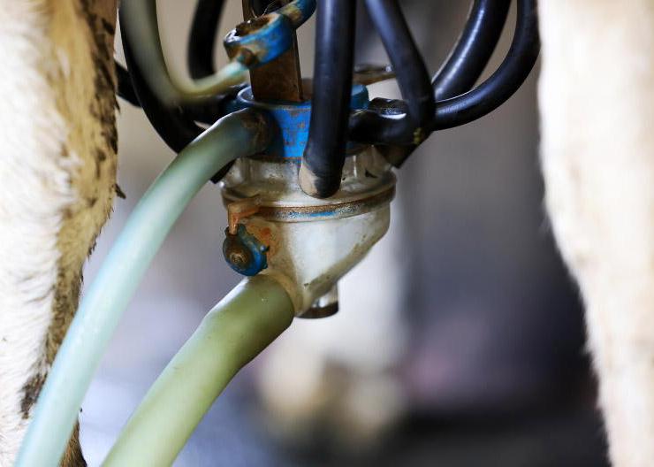 Dairy processors look to close price gap