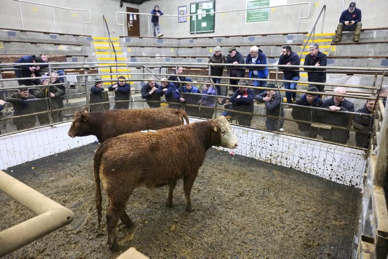 Martbids Database: heavy heifers and bull weanlings slip in price