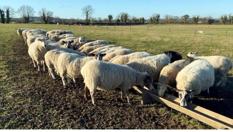 New organic sheep group established in the west