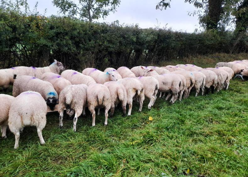 DAERA plan for mandatory sheep grading