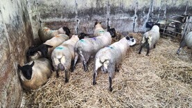 Sheep mart prices: finished lamb prices stagnate in marts