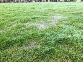 Grass+ Beef: grazing a pipe dream for many until conditions improve