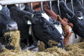 January base milk prices steady