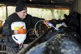 Beef Management: fodder supplies, calf health and lice