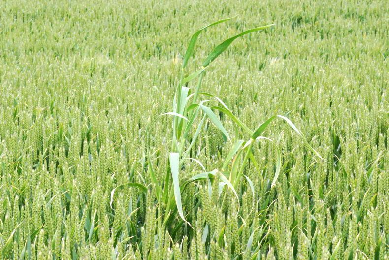 7.7% of seed crops rejected by Department in 2025