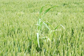 7.7% of seed crops rejected by Department in 2025