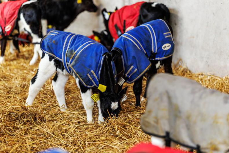 Management: calf health is a priority at this stage of the season