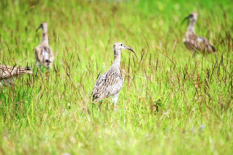 Breeding Waders EIP now covers over 2,300ha out of 12,000ha goal