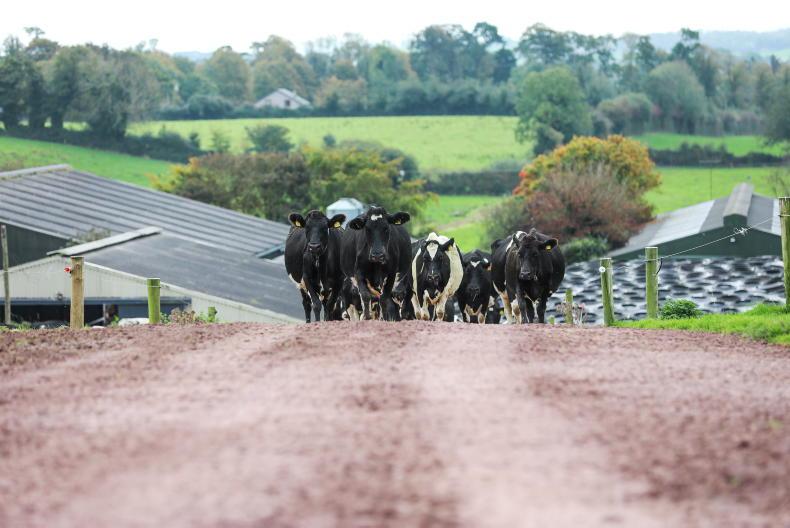 Agri jobs: dairy and horticulture workers in demand