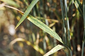 Be mindful of yellow rust this spring