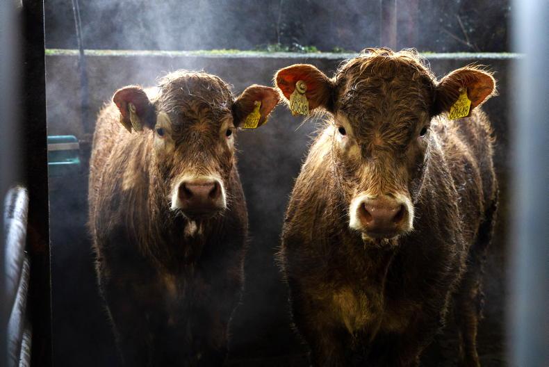 This week in pictures: spring grazing walks and busy mart rings