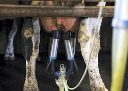 Food processing hit by lack of labour visas