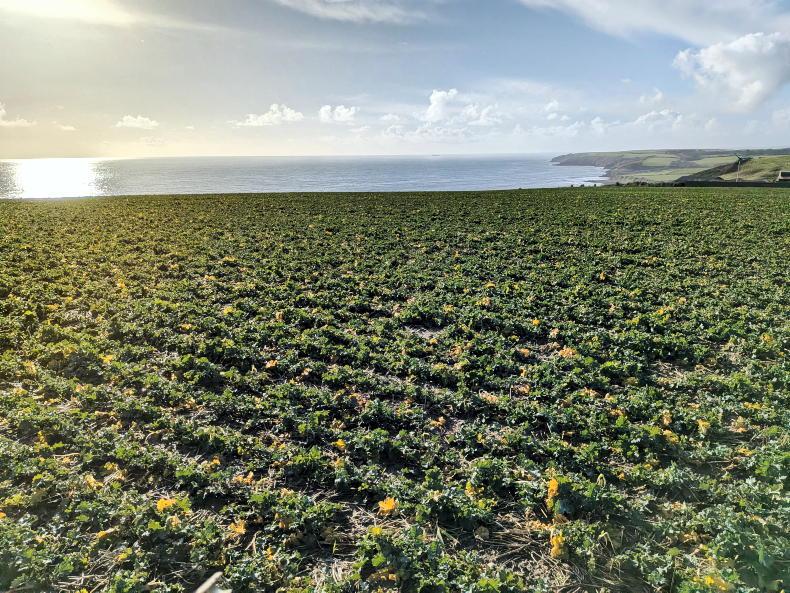 From the Tramlines returns for 2026