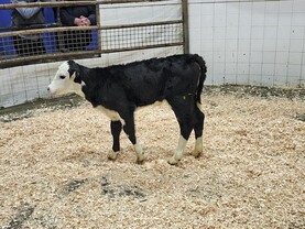 Camera at the Mart: good demand for quality calves in Athenry